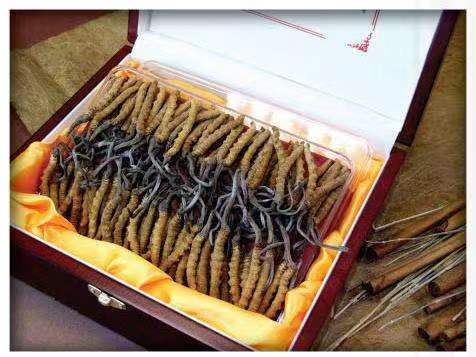 嫩江冬虫夏草回收